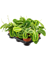 Maranta Leuconeura Lemon D 12 H 35 cm - PlantenShop24 - 03-01-2025