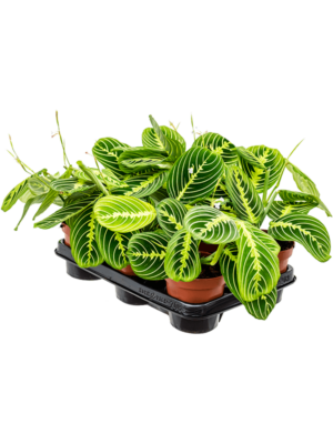 Maranta Leuconeura Lemon D 12 H 35 cm - PlantenShop24 - 03-01-2025