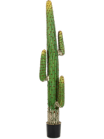 Mexican Cactus D 20 H 170 cm - PlantenShop24 - 17-10-2023