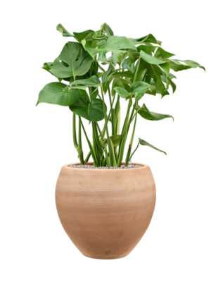 Monstera Deliciosa In Terra Moderna D 30 H 98 cm - PlantenShop24 - 14-06-2025