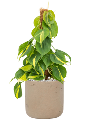 Philodendron Scandens Brasil In Rough D 15 H 43 cm - PlantenShop24 - 28-05-2025