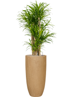 Pleomele Dracaena Anita Variegata In Baq Raindrop D 27 H 142 cm - PlantenShop24 - 14-03-2025