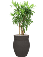 Pleomele Reflexa Song Of Jamaica In Mediterranean D 30 H 120 cm - PlantenShop24 - 24-12-2024
