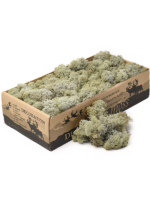 Rendiermos - PlantenShop24 - 30-01-2025