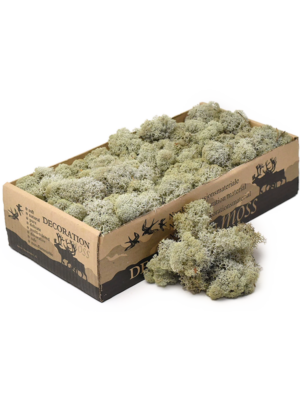 Rendiermos - PlantenShop24 - 30-01-2025
