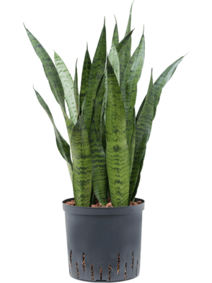 Sansevieria Zeylanica D 22 H 70 cm - PlantenShop24 - 10-04-2025