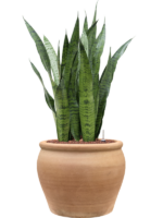 Sansevieria Zeylanica In Terra Antica D 22 H 90 cm - PlantenShop24 - 19-05-2025