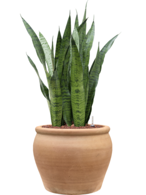 Sansevieria Zeylanica In Terra Antica D 22 H 90 cm - PlantenShop24 - 08-05-2025