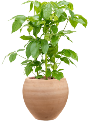 Schefflera Actinophylla Amate In Terra Moderna D 28 H 110 cm - PlantenShop24 - 14-06-2025