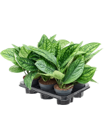 Scindapsus Epipremnum Pinnatum Marble Planet D 12 H 30 cm - PlantenShop24 - 02-04-2025
