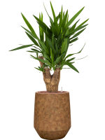 Yucca Elephantipes In Mineral D 18 H 94 cm - PlantenShop24 - 30-04-2025