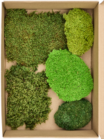 Monster Doos D 21.5 H 10 cm - PlantenShop24 - 27-01-2025