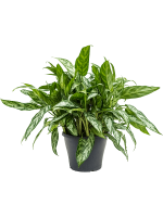 Aglaonema Silver Queen D 24 H 45 cm - PlantenShop24 - 07-08-2025