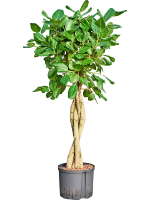 Ficus Benghalensis Audrey D 25 H 130 cm - PlantenShop24 - 12-03-2025