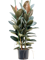 Ficus Elastica Abidjan D 28 H 140 cm - PlantenShop24 - 28-04-2025