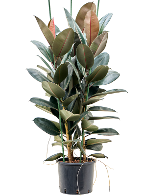 Ficus Elastica Abidjan D 28 H 140 cm - PlantenShop24 - 28-04-2025
