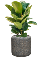 Ficus Elastica Robusta In Baq Naturescast D 24 H 87 cm - PlantenShop24 - 17-04-2025