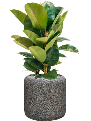 Ficus Elastica Robusta In Baq Naturescast D 24 H 87 cm - PlantenShop24 - 17-04-2025