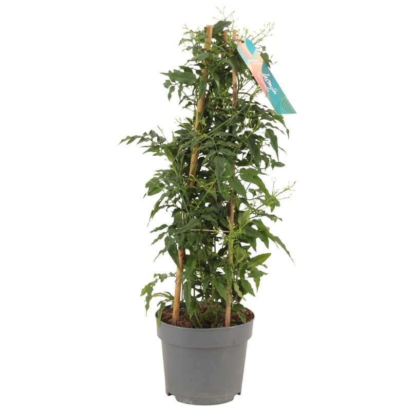 Jasminum Polyanthum Wit D 15 H 50 cm - PlantenShop24 - 14-04-2025