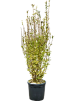 Ligustrum Ovalifolium Aureum D 30 H 160 cm - PlantenShop24 - 10-06-2025