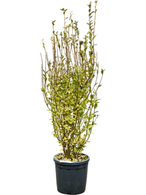 Ligustrum Ovalifolium Aureum D 30 H 160 cm - PlantenShop24 - 20-05-2025