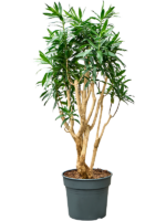 Pleomele Dracaena Reflexa D 38 H 150 cm - PlantenShop24 - 08-04-2025