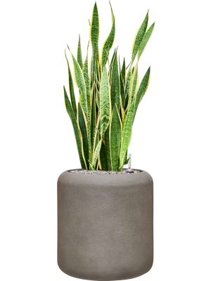 Sansevieria Trifasciata Laurentii In Baq Nucast D 30 H 99 cm - PlantenShop24 - 23-04-2025