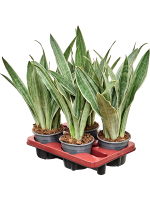 Sansevieria Trifasciata Metallica D 14 H 45 cm - PlantenShop24 - 04-03-2025