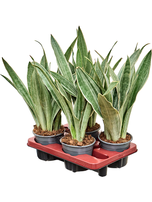 Sansevieria Trifasciata Metallica D 14 H 45 cm - PlantenShop24 - 04-03-2025