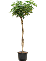 Schefflera Arboricola Gold Capella D 32 H 190 cm - PlantenShop24 - 22-05-2025
