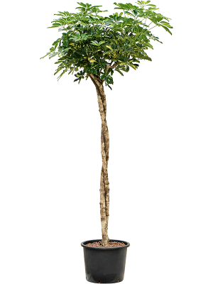Schefflera Arboricola Gold Capella D 32 H 190 cm - PlantenShop24 - 22-05-2025