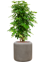 Schefflera Arboricola Gold Capella In Baq Nucast D 22 H 100 cm - PlantenShop24 - 06-05-2025