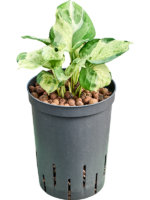 Scindapsus Epipremnum Manjula Variegata D 15 H 35 cm - PlantenShop24 - 24-03-2025