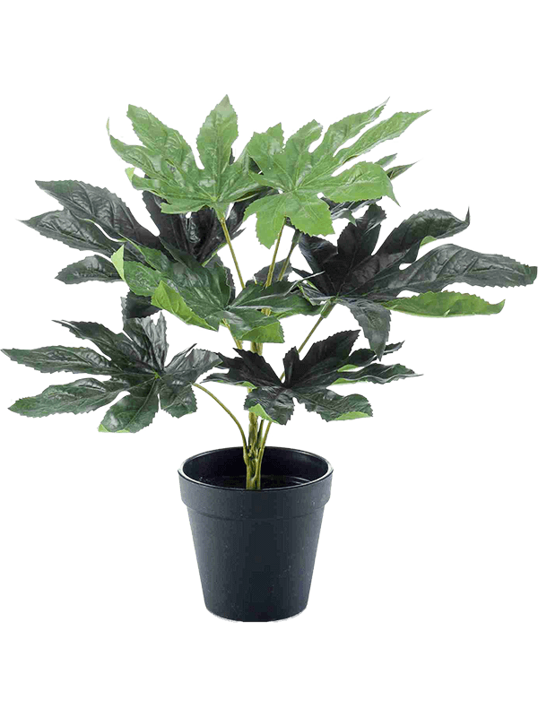 Fatsia D 15.5 H 30 cm - PlantenShop24 - 29-04-2025