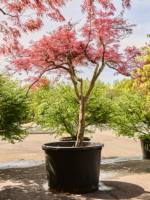 Acer Pal. Diss. Stella Rossa D 100 H 290 cm - PlantenShop24 - 07-03-2025