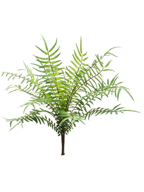 Fern Blechnum D 17 H 7.5 cm - PlantenShop24 - 31-01-2025