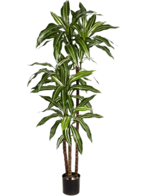 Dracaena Fragrans Var. D 17 H 150 cm - PlantenShop24 - 17-04-2025