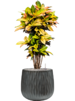 Croton Codiaeum Variegatum Mrs. Iceton In Wave D 27 H 107 cm - PlantenShop24 - 23-10-2024