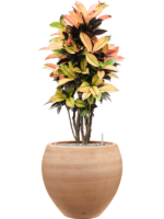 Croton Codiaeum Variegatum Mrs. Iceton In Terra Moderna D 27 H 112 cm - PlantenShop24 - 14-06-2025
