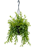 Aeschynanthus Japhrolepis D 15 H 30 cm - PlantenShop24 - 02-01-2025