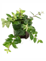 Aeschynanthus Lobbianus Variegata D 13 H 20 cm - PlantenShop24 - 06-05-2025