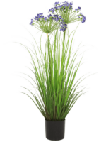 Agapanthus D 33 H 80 cm - PlantenShop24 - 08-11-2024