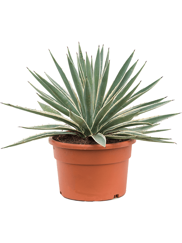 Agave Angustifolia D 27 H 60 cm - PlantenShop24 - 23-06-2025
