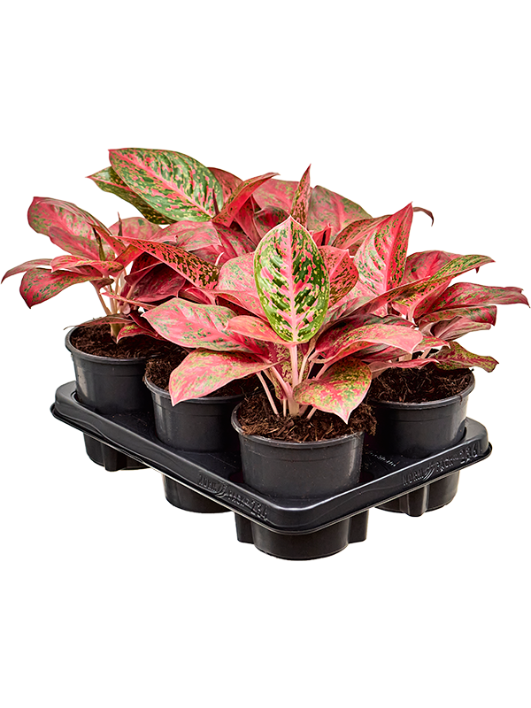 Aglaonema Beauty D 13 H 30 cm - PlantenShop24 - 09-09-2025