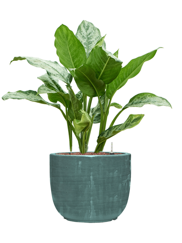 Aglaonema Chantal In Plain Striped D 18 H 77 cm - PlantenShop24 - 28-04-2025