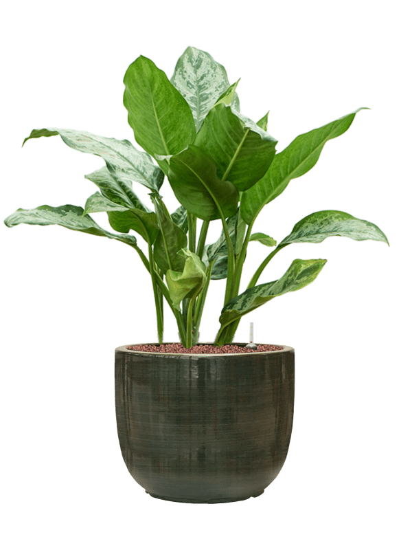Aglaonema Chantal In Plain Striped D 18 H 77 cm - PlantenShop24 - 28-04-2025