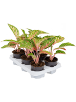 Aglaonema Coco Melon D 12 H 35 cm - PlantenShop24 - 28-10-2024