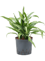 Aglaonema Cutlass D 22 H 55 cm - PlantenShop24 - 24-04-2025
