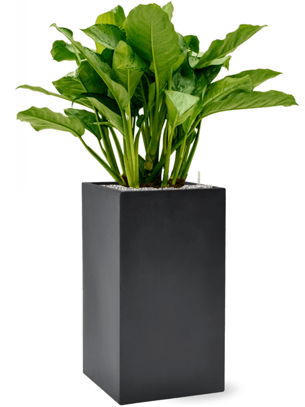 Aglaonema Freedman In Baq Basic D 24 H 123 cm - PlantenShop24 - 14-05-2025
