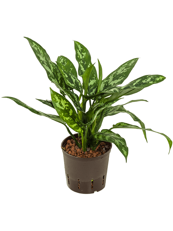Aglaonema Maria D 13 H 35 cm - PlantenShop24 - 14-04-2025
